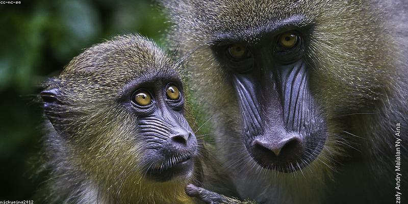 Cameroon