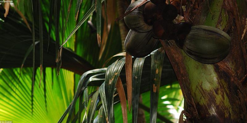 Seychelles