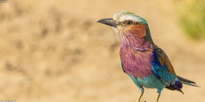 Tanzania