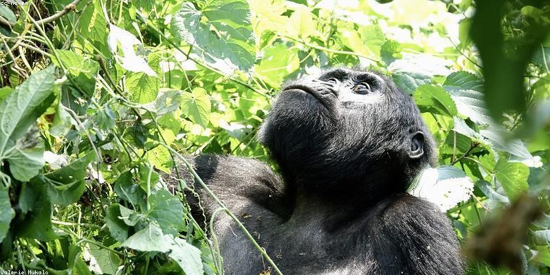 Uganda